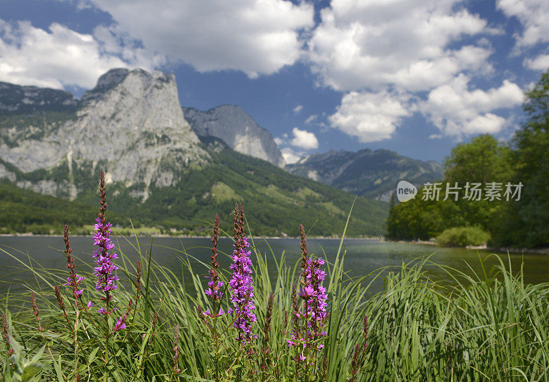 紫莱瑟姆松露，Gewöhnliche Blutweiderich(莱瑟姆salicaria)